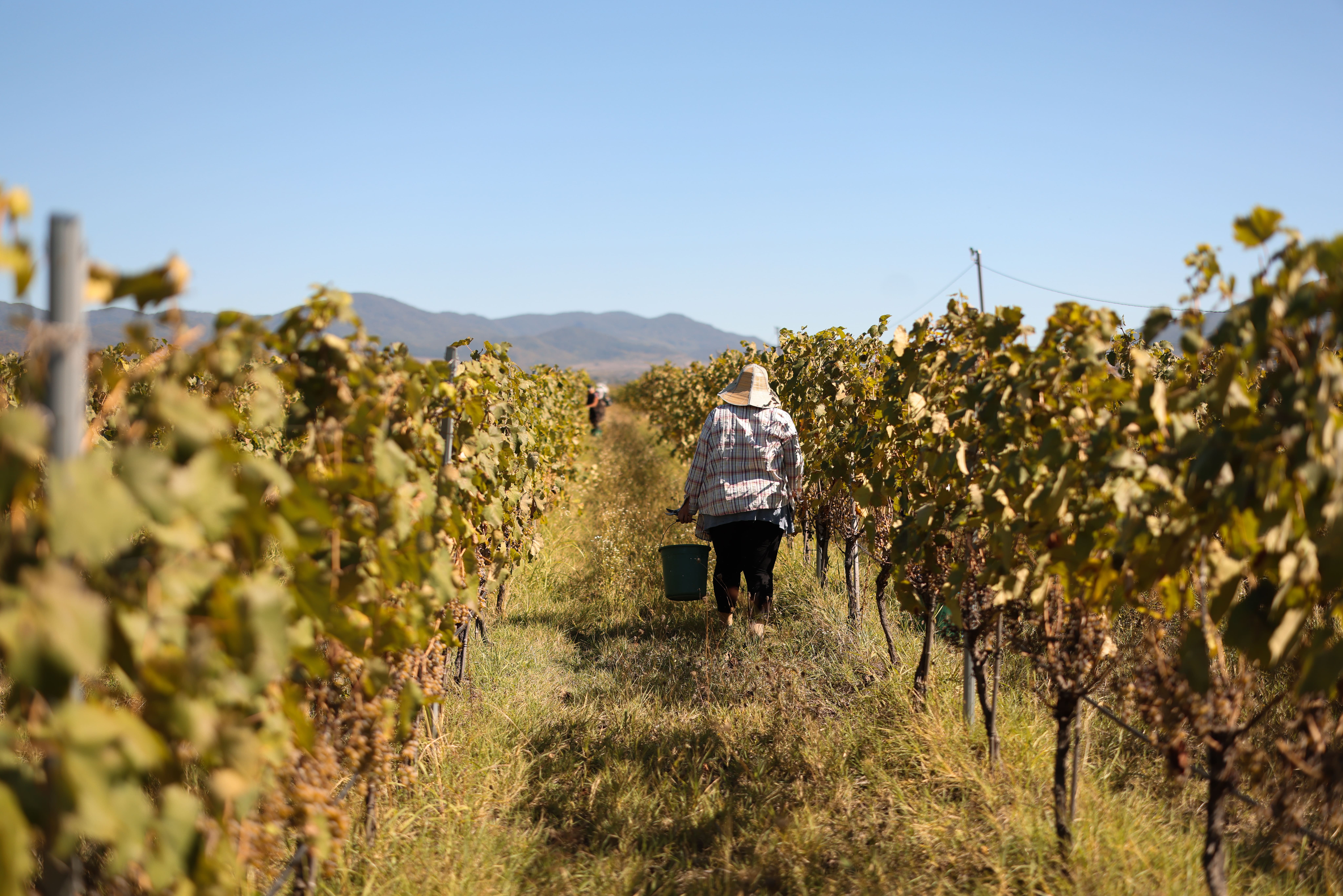 Vineyard landscape