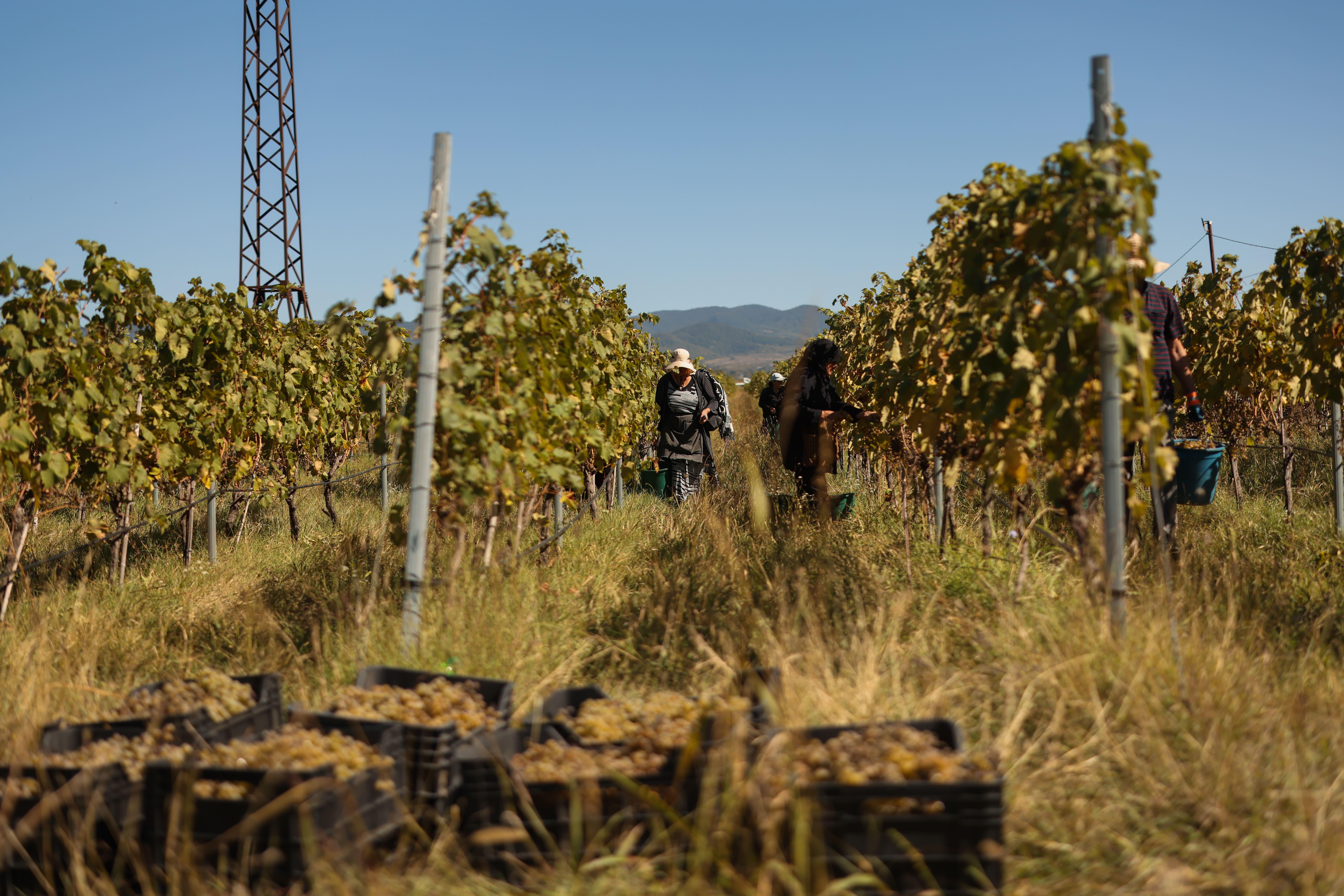 Zedasheli vineyards